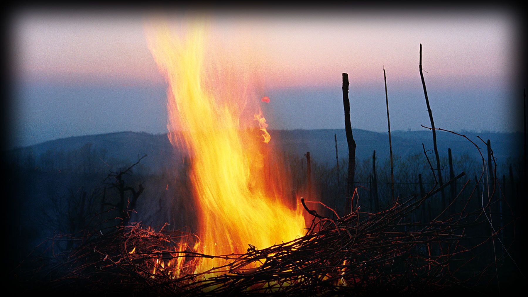 Un fuoco di tralci di vite al tramonto, con le colline di Dogliani sullo sfondo