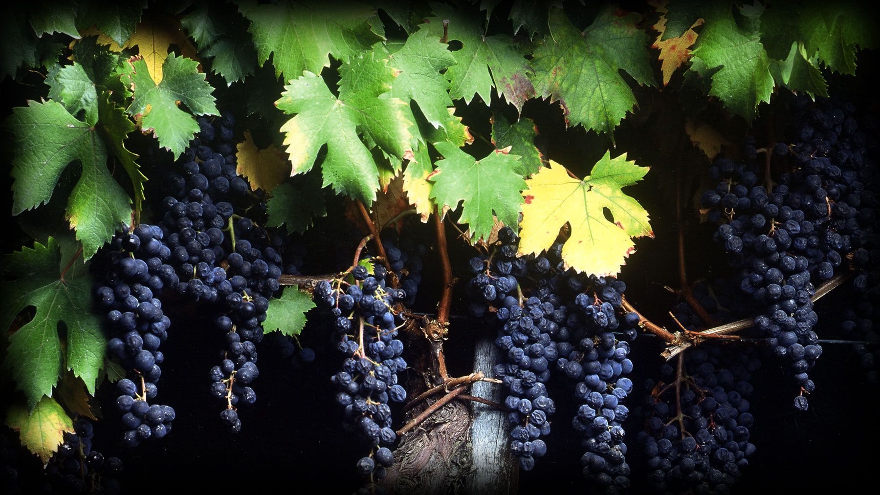 Grappoli di dolcetto maturi tra le foglie di vite